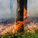 EXTRÉSADURA: La 2e édition de la «Table du feu» a été inaugurée aujourd'hui