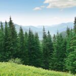 Euskadi 2024 Forest Carte: des espèces telles que la cryptoméria ou l'augmentation de la sécurité