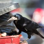 Grefa donnera aux bénévoles de la formation sur l'impact des «microplastiques» sur les oiseaux