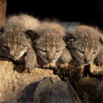 Il y a deux décennies, les premiers lynx ibériques du programme d'élevage de captivité à Acebuche (Huelva) sont nés