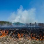 Illes Balears commence le travail de prévention des «incendies de forêt» et le contrôle des «espèces envahissantes»
