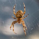 Illes Balears encourage la connaissance des «araignées» de l'archipel et de leur conservation