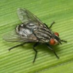 Insectes: le gène E93 rend l'adolescence derrière et les adultes