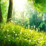 Jour de la forêt 2025: manque de gestion et propriétaires absents
