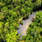 Journée internationale de la forêt 2025: «Amazon» au point de vue et examen de la situation en Espagne