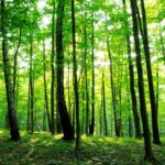Journée internationale de la forêt 2025: La Rioja lance la campagne #Megustalara