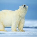 L'Arctique fond et change le climat du monde entier