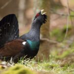 La Pologne s'intéresse au projet «Urogallo Conservation» à Castilla Y León