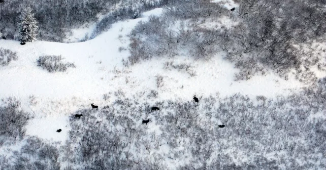 Un coup de rupture aérien sur un fond de neige