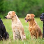 Labrador et les chiens humains «partagent» le genre responsable de l'obésité