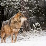 Le WWF a été adressé par lettre à la CCAA au nord de la rivière Duero avertissant que «  tuer des loups est illégal ''