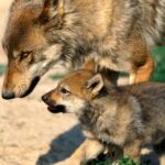 Le droit le plus rance favorise la «persécution systématique du loup» pour des raisons purement politiques