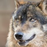 Le manque de protection de Wolf, «embarras» au Congrès des députés