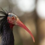 Le paradis de «Ibis eremita» est en Andalousie