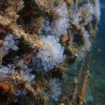 Le port de Barcelone récupère sa biodiversité grâce aux Regentports