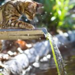 Le système de gestion de l'eau espagnol n'est pas durable