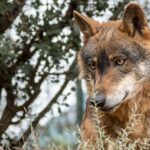 Les organisations environnementales asturiennes «révèlent» contre la non-protection du loup