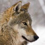 Les «passes» de l'Europe pour protéger le loup
