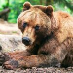 Palancia et León: actions de selviculture pour protéger les ours bruns