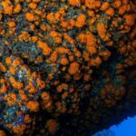 Parazoanthus franciscae et Parazoanthus bretentacularis: deux «nouvelles espèces de corail» découvertes sur la côte de Grenade