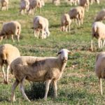Pâturage ibérique pour la biodiversité 2025
