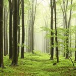 Protection autonome pour le Hayedo de Las Tejeras, patrimoine de l'UNESCO