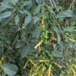 Région de Murcia: Ils étudient comment éradiquer l'espèce envahissante 'Nicotiana Glauca' dans la zone humide d'Ajauque et Rambla salada