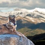Rétroaction des principales organisations environnementales sur la «non-protection du loup ibérien» en Espagne