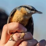 Rogue d'oiseau à Tina Minor (Cantabria): Organisez «Fundación Camino Lebaniego» ce dimanche 9 mars