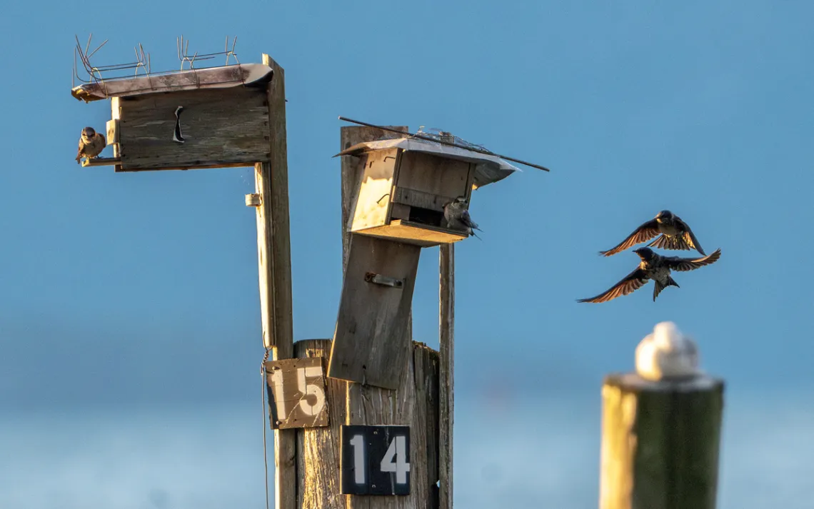 Deux Martins violets sont assis sur des boîtes d'oiseaux en bois de fortune (étiquetées 14 et 15) attachées à un empilage, et deux oiseaux volent à proximité contre un ciel bleu.