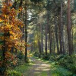 9cfe: le 9e Congrès de la forêt espagnole et ses 8 tables thématiques