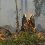 Aagesen: La prévention est le meilleur instrument pour lutter contre les incendies de forêt en Espagne
