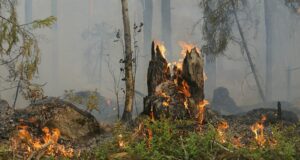 Aagesen prevención combatir incendios forestales España