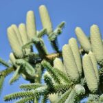 Andalousie travaille dur pour récupérer le «Pinsapo» pour réduire sa catégorie de vulnérabilité