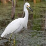 Après les pluies abondantes, un printemps «riche» est attendu en biodiversité dans «l'espace naturel de Doñana»