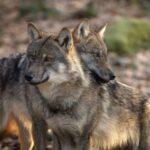 Asturies et Cantabria: «référents» de la direction désir du loup