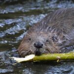 Beavers sur la rivière Manzanares: les conséquences de la libération illégale