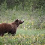 Centres de récupération d'animaux en Galice: un exemple dans les soins de la faune