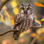 Communauté Valencian: 1700 Real Owls «électrocuté» depuis 2000