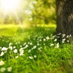 Conclusions du Forum de conservation de la nature I