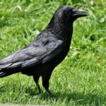 Cornejas: oiseaux avec des connaissances mathématiques