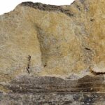 D'après une «feuille fossile», nous connaissons les données de «l'environnement» d'il y a 125 millions d'années