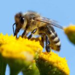 Distance les ruches d'abeilles et de bourdons pourraient les sauver de la papillon meurtrier