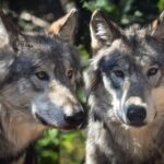 En Cantabrie, ils rejettent les allégations environnementales et continueront de tuer les loups