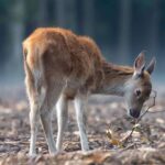 Enquêter sur «l'histoire démographique» des cerfs pour les garder