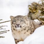 Environ 400 léopards de neige sont d'abord enregistrés au Népal