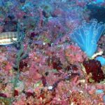 Espèces et habitats endémiques de «grande valeur écologique» de la méditerranéenne récemment identifiée