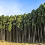 Eucalyptus, ces arbres sont une «menace» pour la «biodiversité» et surtout pour «l'avifaune indigène»