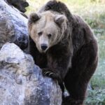 Fondation Asturias Bear: «inévitable» euthanasie à la PACA OSA avec 36 ans