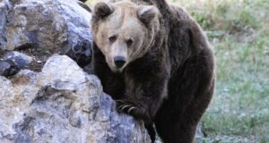Eutanasia oso Paca